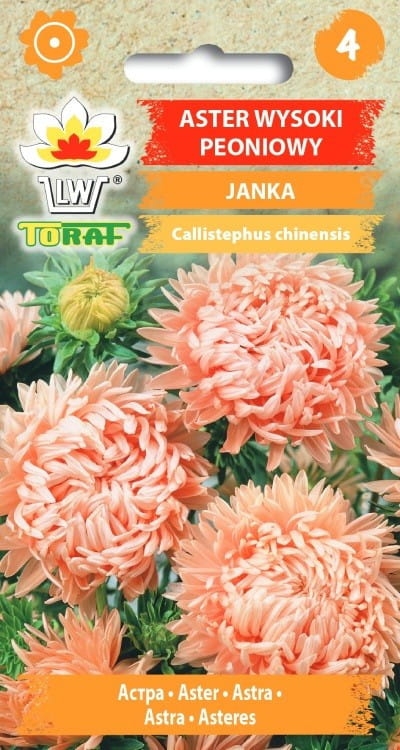 aster-peoniowy-janka-nasiona-kwiatow.jpg
