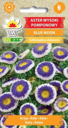 aster-pomponowy-blue-moon-nasiona-kwiatow.jpg
