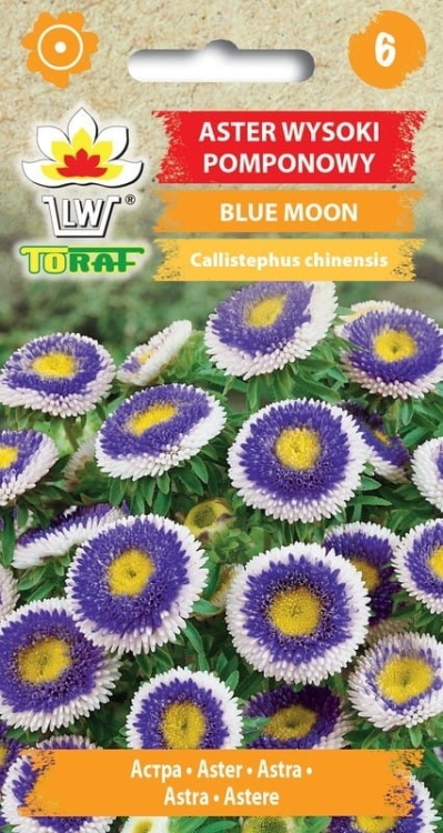 aster-pomponowy-blue-moon-nasiona-kwiatow.jpg