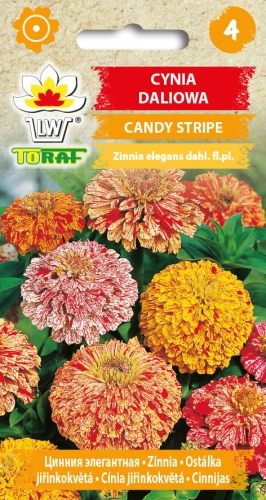 cynia-daliowa-candy-stripe-mieszanka-nasiona-kwiatow.jpg