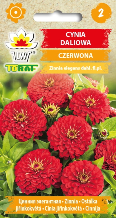 cynia-daliowa-czerwona-nasiona-kwiatow.jpg