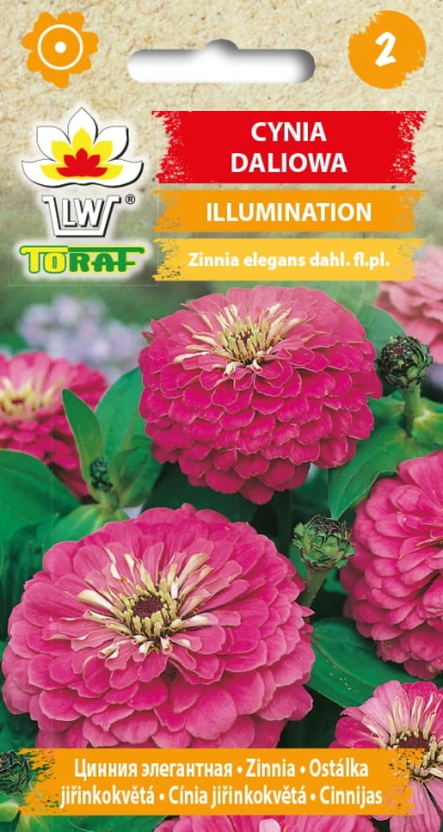 cynia-daliowa-illumination-nasiona-kwiatow.jpg