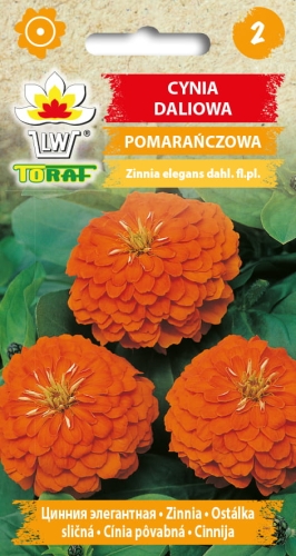 cynia-daliowa-pomaranczowa-nasiona-kwiatow.jpg