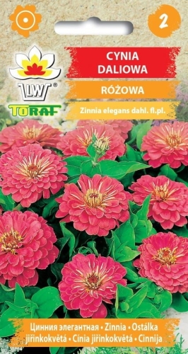 cynia-daliowa-rozowa-nasiona-kwiatow.jpg