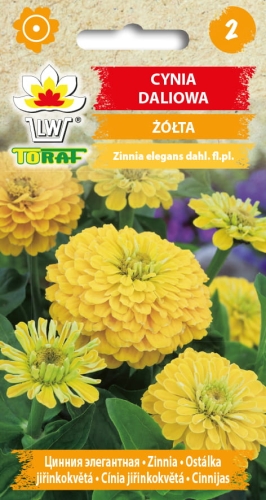 cynia-daliowa-zolta-nasiona-kwiatow.jpg