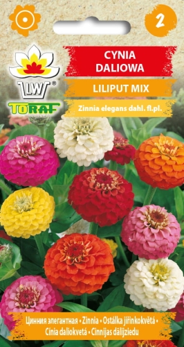 cynia-daliowa-karlowa-liliput-nasiona-kwiatow.jpg