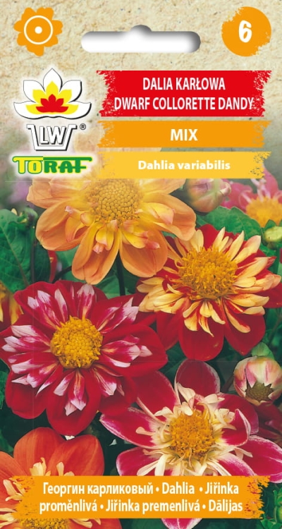dalia-karlowa-dwarf-collorette-dandy-nasiona-kwiatow.jpg