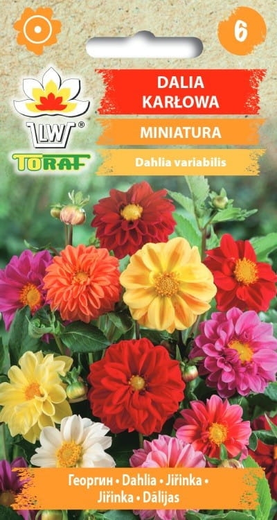 dalia-karlowa-miniatura-nasiona-kwiatow.jpg