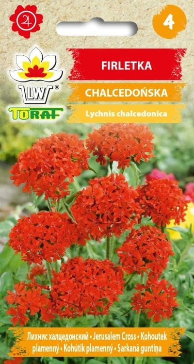 firletka-chalcedonska-nasiona-kwiatow.jpg