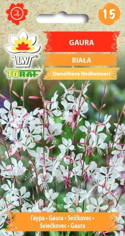 gaura-biala-nasiona-kwiatow.jpg