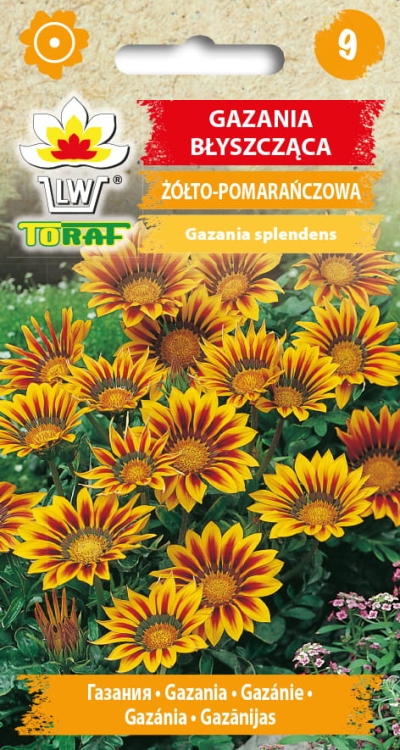 gazania-blyszczaca-nasiona-kwiatow.jpg