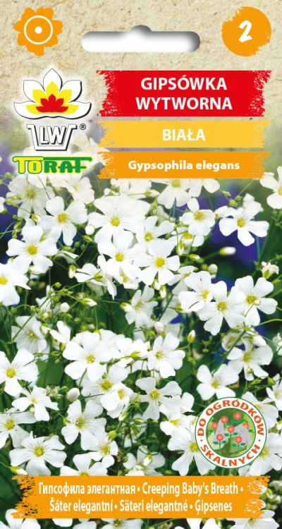 gipsowka-wytworna-biala-nasiona-kwiatow.jpg