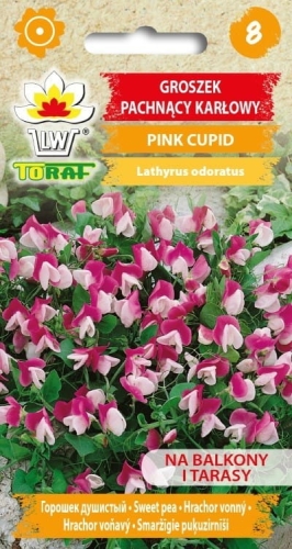groszek-pachnacy-karlowy-pink-cupid-nasiona-kwiatow.jpg