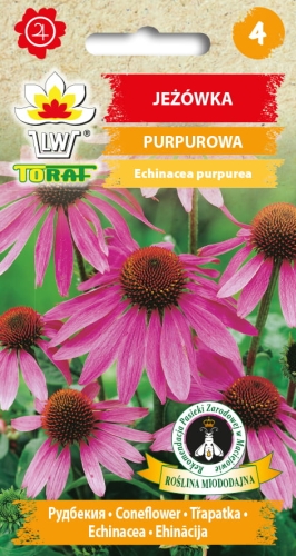 jezowka-purpurowa-nasiona-kwiatow.jpg