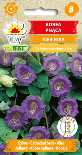 kobea-pnaca-fioletowa-nasiona-kwiatow.jpg