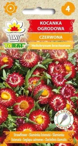 kocanka-ogrodowa-czerwona-nasiona-kwiatow.jpg