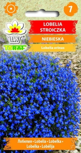 lobelia-stroiczka-niebieska-nasiona-kwiatow.jpg