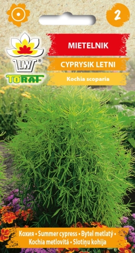 mietelnik-cyprysik-letni-nasiona-kwiatow.jpg