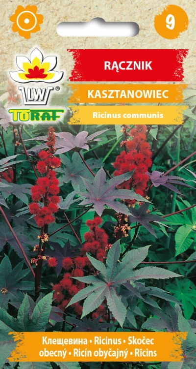 racznik-kasztanowiec-nasiona-kwiatow.jpg