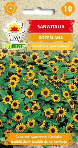 sanwitalia-rozeslana-nasiona-kwiatow.jpg