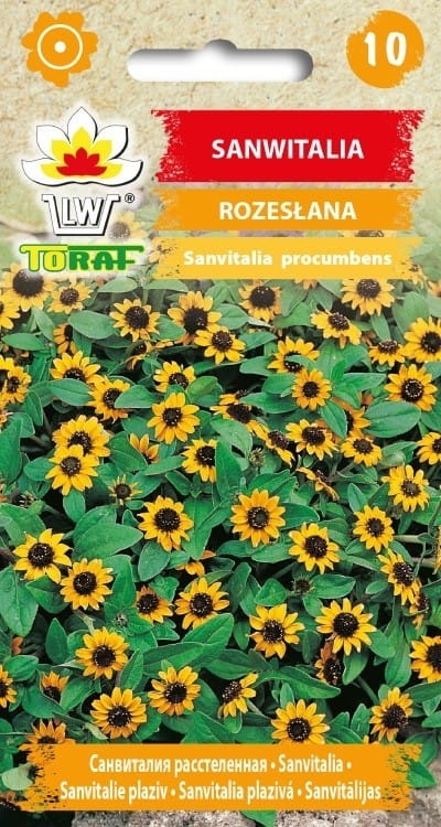 sanwitalia-rozeslana-nasiona-kwiatow.jpg