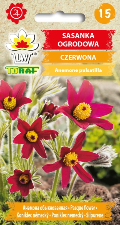 sasanka-czerwona-nasiona-kwiatow.jpg