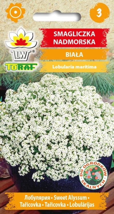 smagliczka-nadmorska-biala-nasiona.jpg