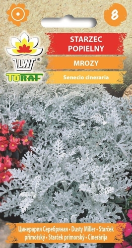 starzec-popielny-mrozy-nasiona.jpg