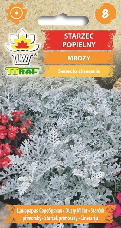 starzec-popielny-mrozy-nasiona.jpg