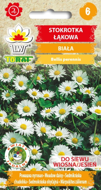stokrotka-lakowa-biala-nasiona-na-trawnik.jpg