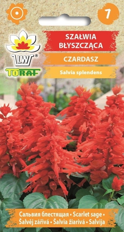 szalwia-czardasz-nasiona.jpg
