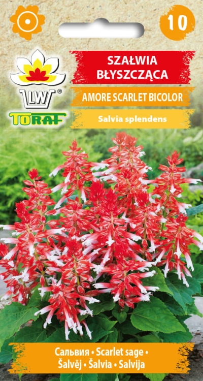 szalwia-amore-scarlet-bicolor-nasiona.jpg