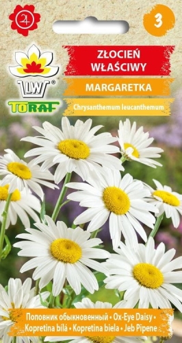 zlocien-wlasciwy-margaretka-nasiona-kwiatow.jpg